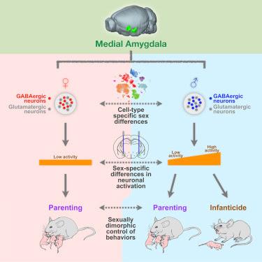 #cell #amygdalemédiane #dimorphismesexuel #comportement Dimorphisme Sexuel du Contrôle du Comportement Parental par l’Amygdale Médiane