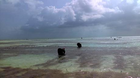 le Zanzibar est ouvert