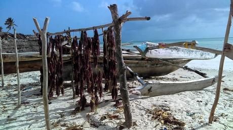 le Zanzibar est ouvert
