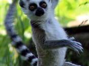 pédagogie non-duelle Vedânta