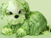 L'art alimentaire Helga Stentzel