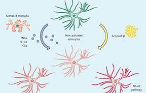 #thelancetneurology #astroglie #maladiedalzheimer Le rôle de l’astroglie dans la maladie d’Alzheimer : pathophysiologie et implications cliniques