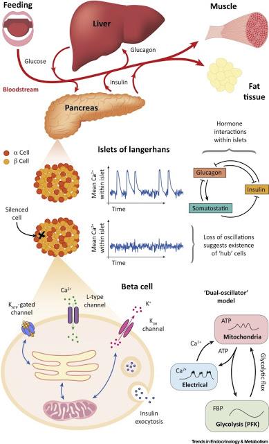 #trendsinendocrinologyandmetabolism #modèlesmathématiques Modèles Mathématiques de Systèmes Endocriniens