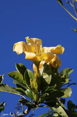Le village des fleurs