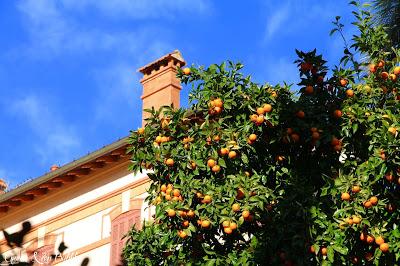 Le village des fleurs