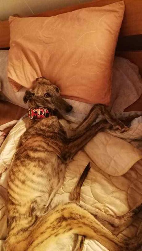 A. Daniela levrier galga 13kgs 2ans besoin d'une super adoption contactez sos chiens galgos A. Daniela levrier galga 13kgs 2ans besoin d'une super adoption contactez sos chiens galgos