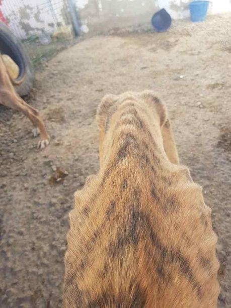A. Daniela levrier galga 13kgs 2ans besoin d'une super adoption contactez sos chiens galgos A. Daniela levrier galga 13kgs 2ans besoin d'une super adoption contactez sos chiens galgos