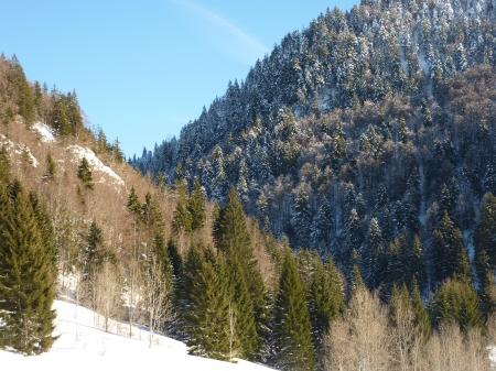 promenade,hiver,montagne,raquettes,marche en raquettes,neige,épicéa,paysage,chatons de noisetier,campagne,saison,lune,super lune,lever de lune,crépuscule,ciel,pente,blog littéraire de christian cottet-emard,image,photo,christian cottet-emard,haut jura,bourgogne franche comté,jura,viry,france,europe,carnet photo