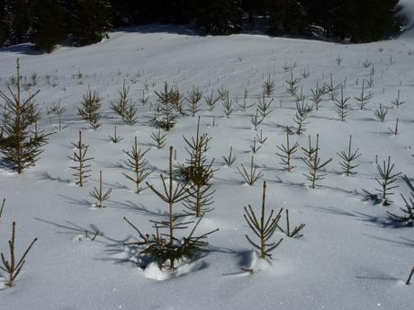 promenade,hiver,montagne,raquettes,marche en raquettes,neige,épicéa,paysage,chatons de noisetier,campagne,saison,lune,super lune,lever de lune,crépuscule,ciel,pente,blog littéraire de christian cottet-emard,image,photo,christian cottet-emard,haut jura,bourgogne franche comté,jura,viry,france,europe,carnet photo