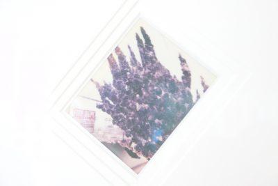 Roots Canal avec  Cyprien Gaillard