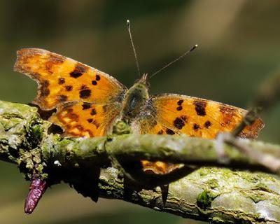 Robert le diable (Polygonia c-album)