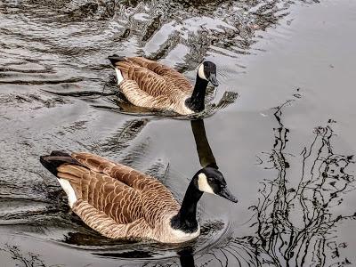 Winter im Nymphenburger Schloßpark - 20 Bilder