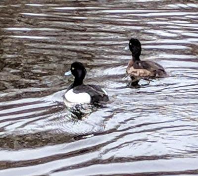 Winter im Nymphenburger Schloßpark - 20 Bilder