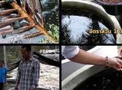 Thaïlande: ferme d'élevage bigorneaux feuilles cocotier