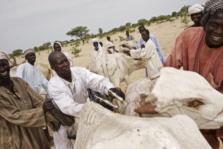 Lac Tchad : vaccination du bétail contre la peste, la pasteurellose et le charbon au profit de milliers de familles pastoralistes résidentes ou déplacées
