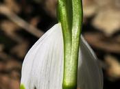 Nivéole printemps (Leucojum vernum)