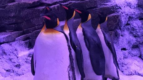 SEA LIFE Paris Val d’Europe accueille 3 nouveaux manchots royaux à découvrir pendant les vacances de février