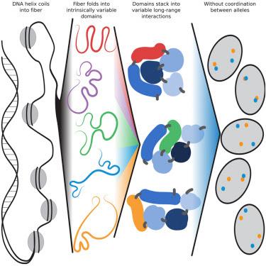 #Cell #génome #organisation #3D Hétérogénéité Majeure et Variation Intrinsèque dans l’Organisation Spatiale du Génome