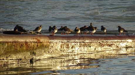 Tant et tant de tournepierres Tant et tant de tournepierres