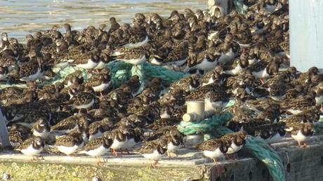 Tant et tant de tournepierres