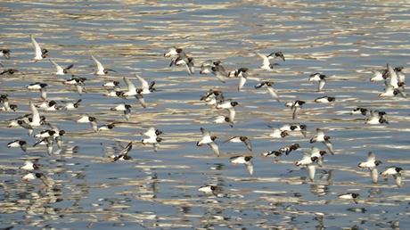 Tant et tant de tournepierres Tant et tant de tournepierres