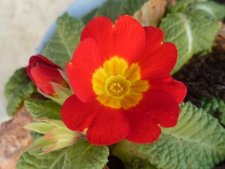 février,saison,jardin,fleurs,arbres,nature