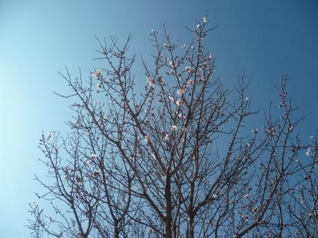 février,saison,jardin,fleurs,arbres,nature