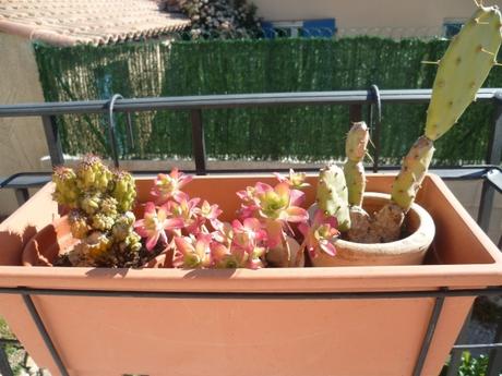 février,saison,jardin,fleurs,arbres,nature