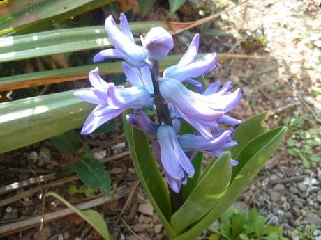 février,saison,jardin,fleurs,arbres,nature
