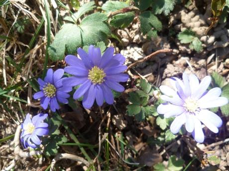février,saison,jardin,fleurs,arbres,nature
