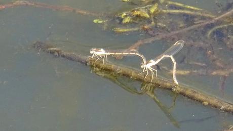 Les demoiselles s’accrochent