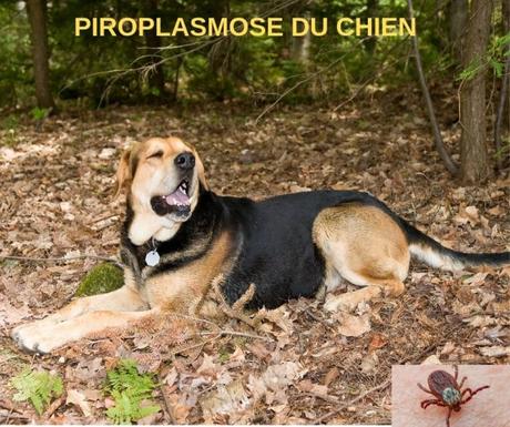 La piroplasmose canine est de plus en plus présente en Europe.