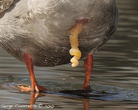 Le canard, ce serial lover