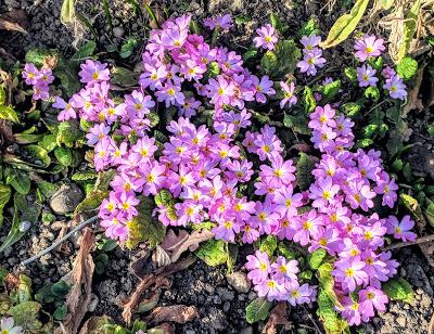 Premières floraisons au jardin botanique de Munich