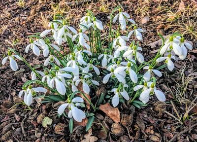 Premières floraisons au jardin botanique de Munich