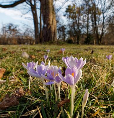 Premières floraisons au jardin botanique de Munich