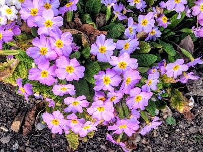 Premières floraisons au jardin botanique de Munich