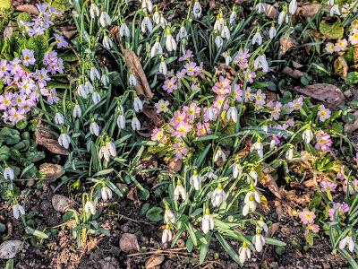 Premières floraisons au jardin botanique de Munich