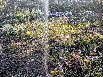 Premières floraisons au jardin botanique de Munich