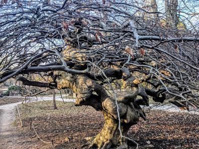 Premières floraisons au jardin botanique de Munich