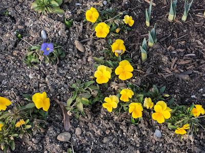 Premières floraisons au jardin botanique de Munich