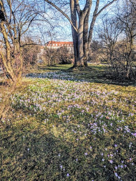Premières floraisons au jardin botanique de Munich