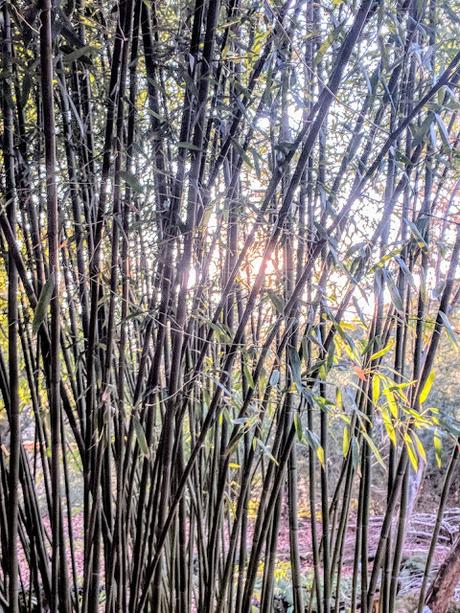 Premières floraisons au jardin botanique de Munich