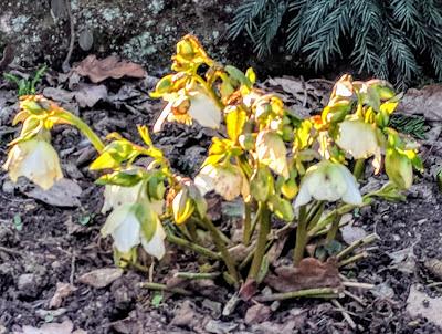 Premières floraisons au jardin botanique de Munich