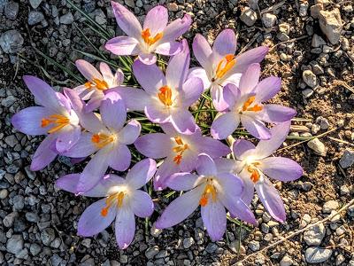 Premières floraisons au jardin botanique de Munich