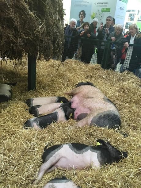 Le salon de l'agriculture 2019 en photos Le salon de l'agriculture 2019 en photos