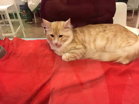 Le salon de l'agriculture 2019 en photos Le salon de l'agriculture 2019 en photos