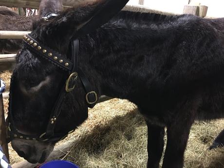 Le salon de l'agriculture 2019 en photos Le salon de l'agriculture 2019 en photos
