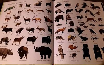 1000 animaux en images.