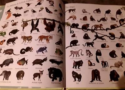 1000 animaux en images.